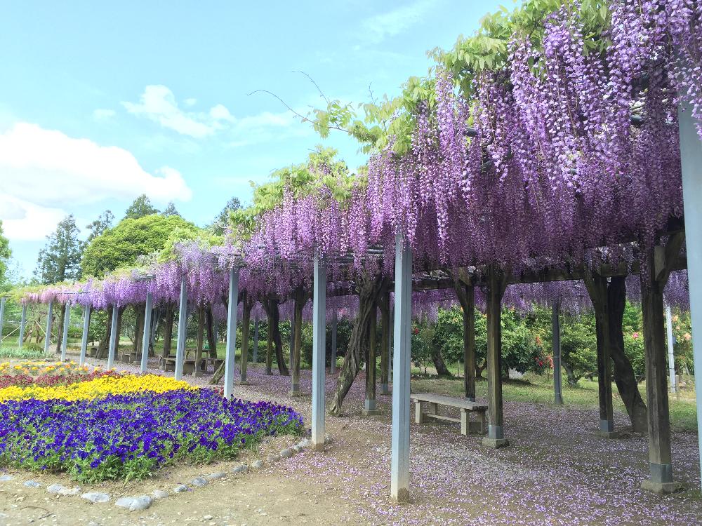 野原公園の藤